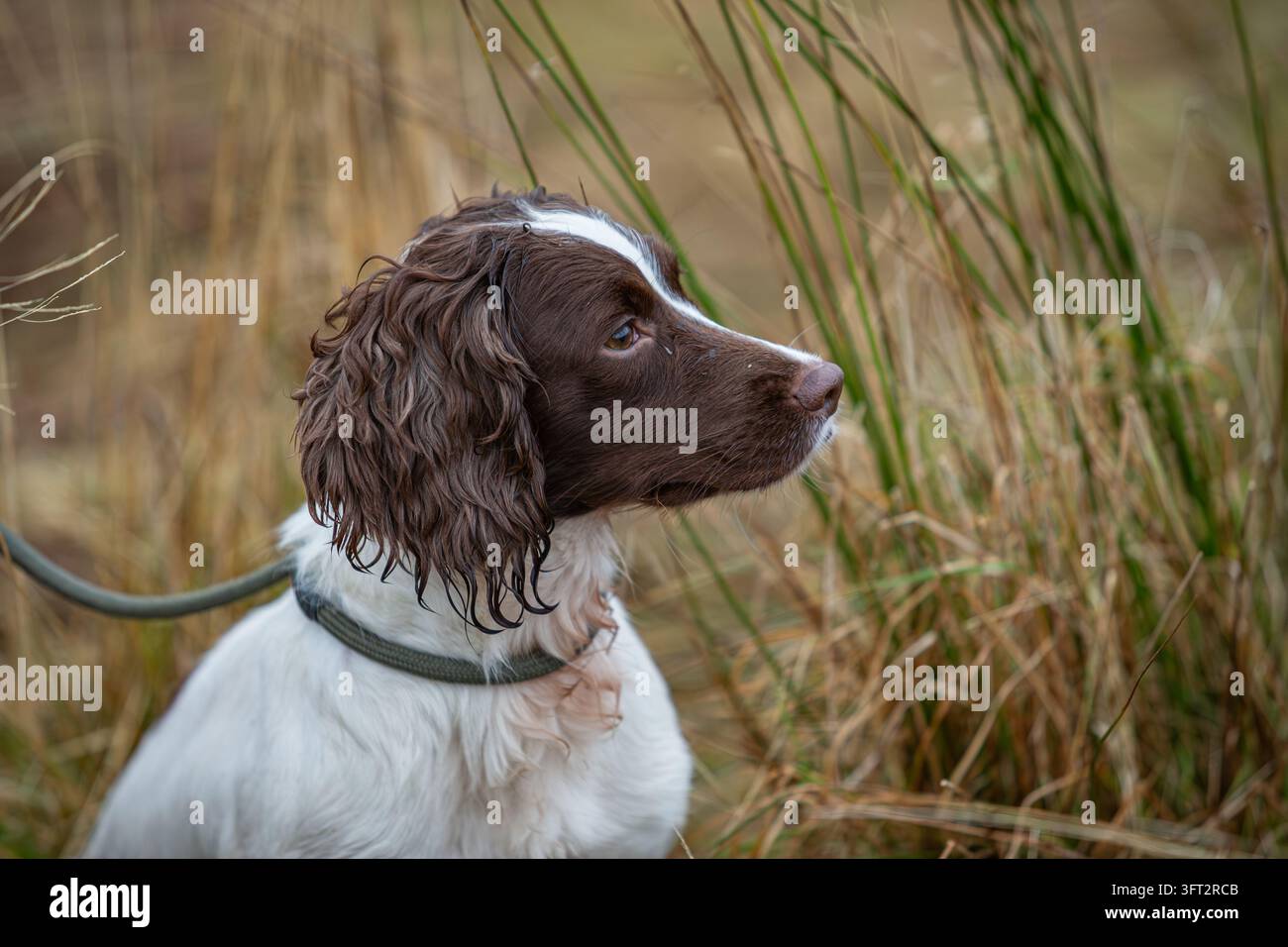 Leber und weißer English Springer Spaniel, der zwischen den Etappen bei einem Feldversuch in Schottland, UK, zur Auflese von Wild verwendet wird Stockfoto