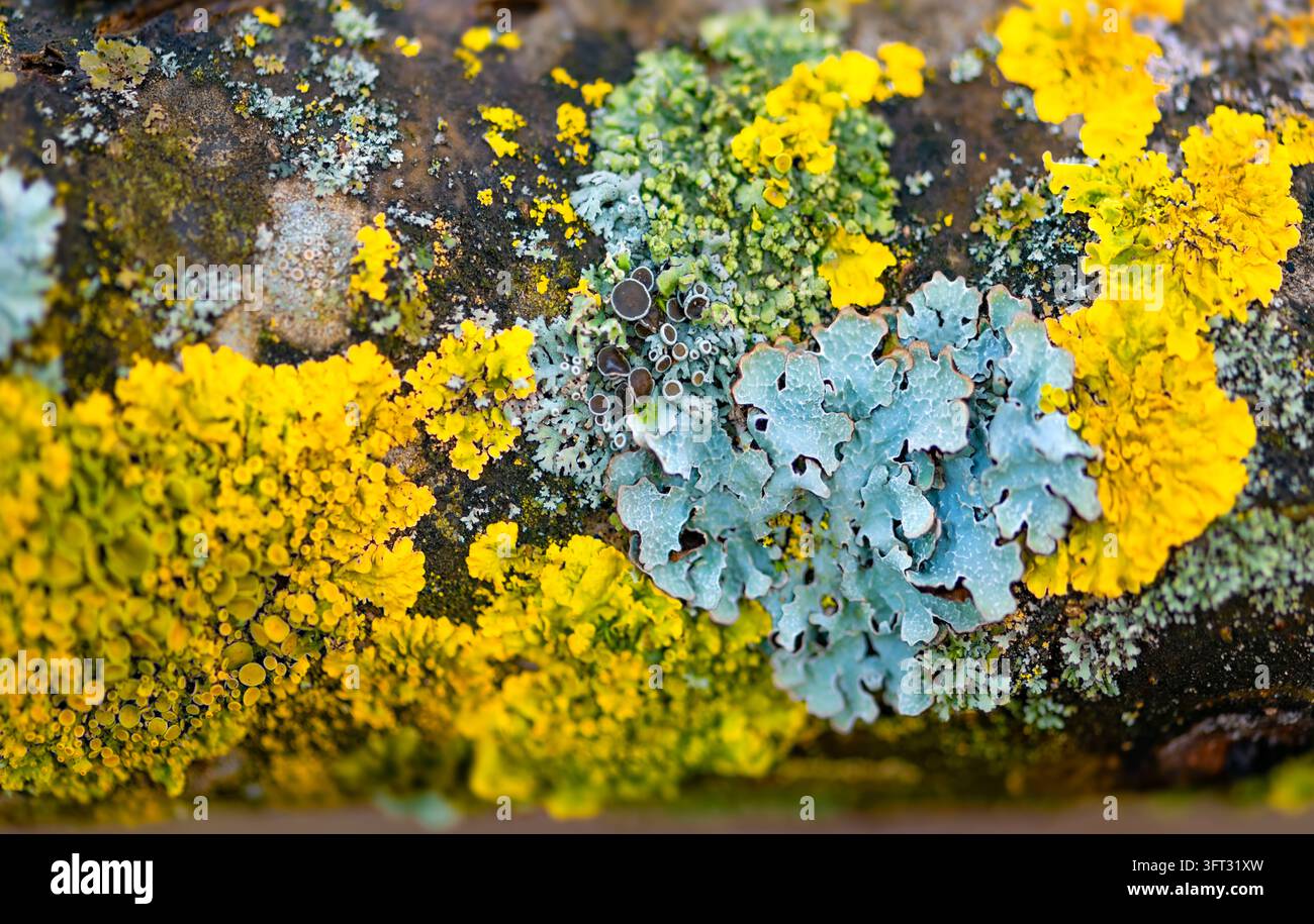 Makroaufnahme von Baumrinde, die von gelber Xanthoria parietina und blaugrauen blattförmigen Flechten besiedelt ist, die Apothezien, geschichtete Thalli und komplexe Natur offenbaren Stockfoto