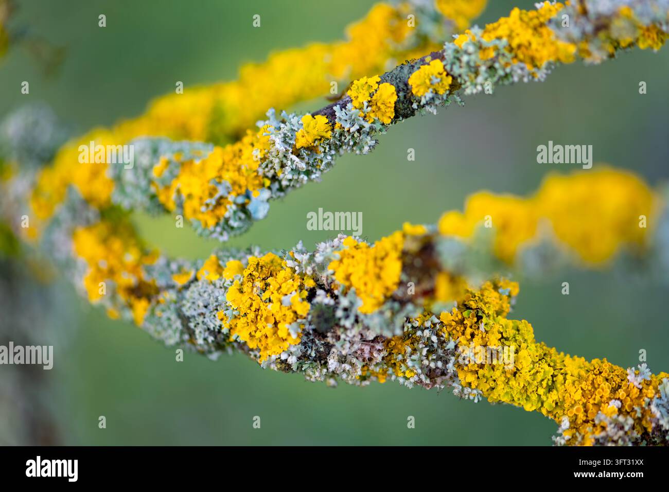 Makroaufnahme von farbenfrohen Flechten auf einem Ast, darunter gelbe Xanthoria parietina und graue blattförmige Flechten, mit selektiver Schärfentiefe und sanfter Unschärfe Stockfoto