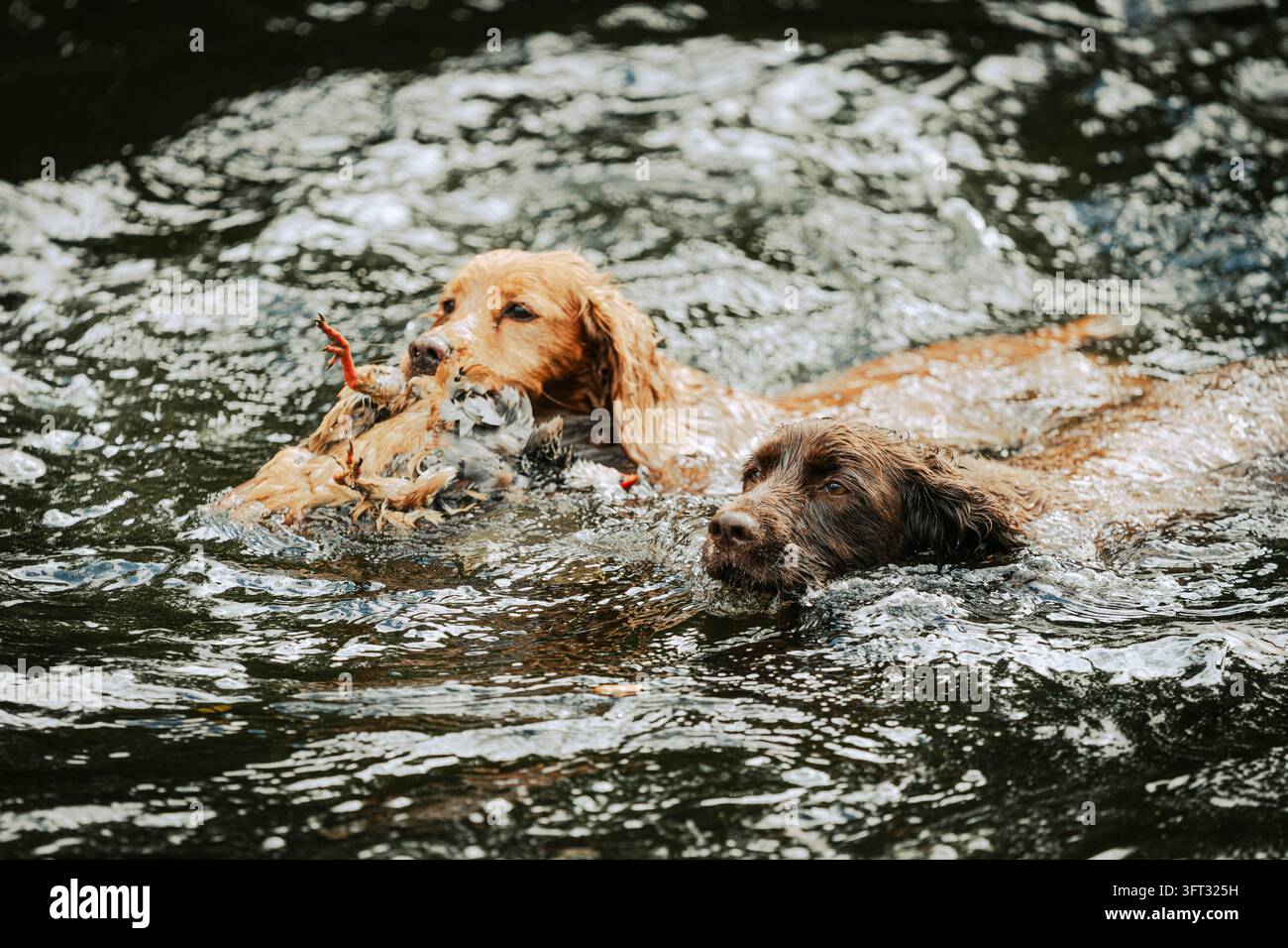 Zwei Spaniel-Jagdhunde schwimmen Seite an Seite, einer holt eine Rebhuhn bei einer Treibjagd in den Scottish Borders, Schottland, UK Stockfoto