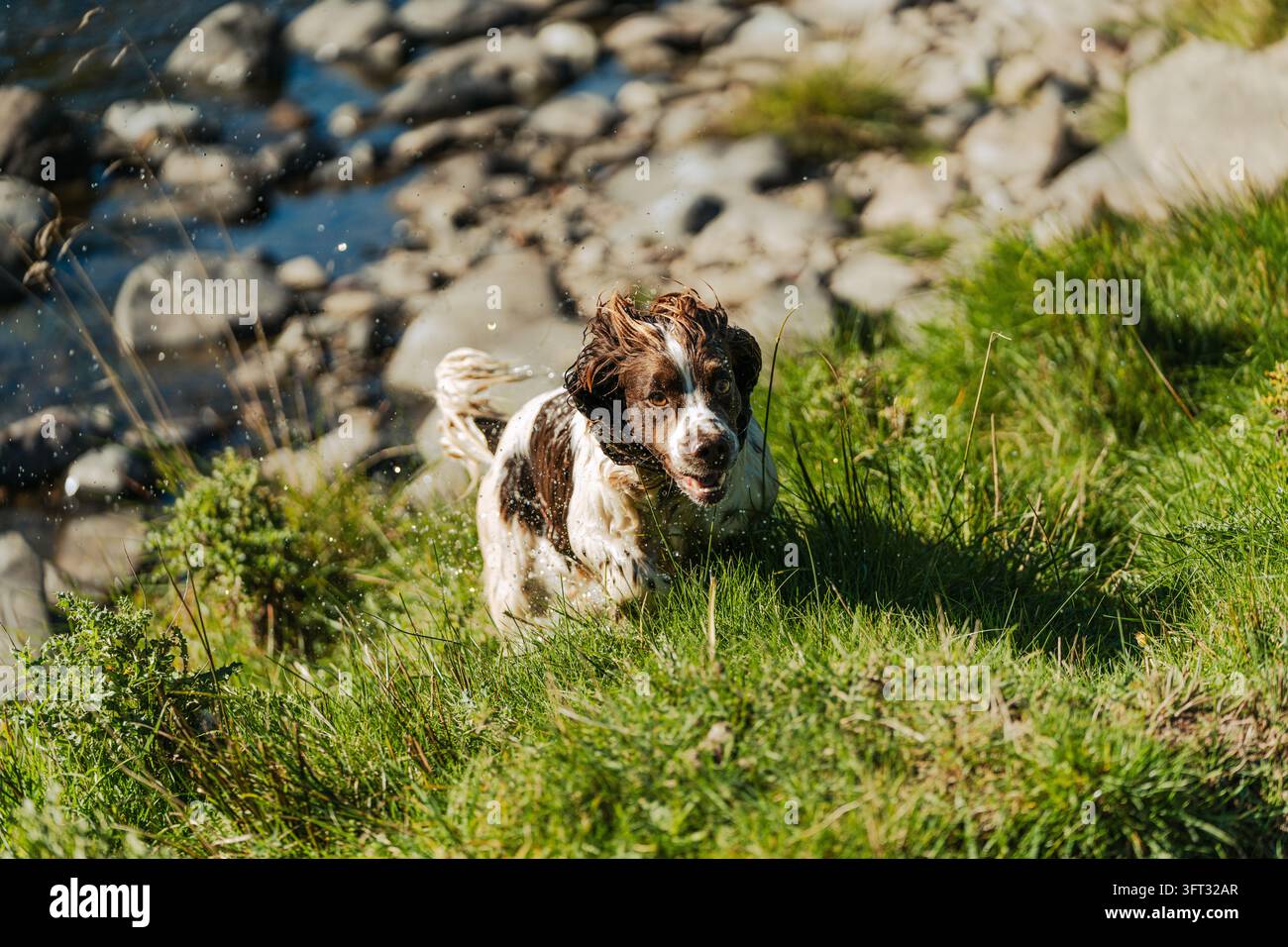 Nasser Springer Spaniel Jagdhund springt einen grasbewachsenen Flussufer hinauf, Ohren wehen, bei einer Treibjagd in den Scottish Borders, UK Stockfoto