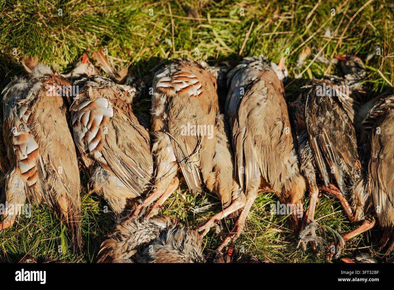 Reihe von erlegten rotbeinigen Rebhühnern, die nach einer Treibjagd auf einer Treibjagd in den Scottish Borders, UK, auf dem Gras ausgelegt sind Stockfoto