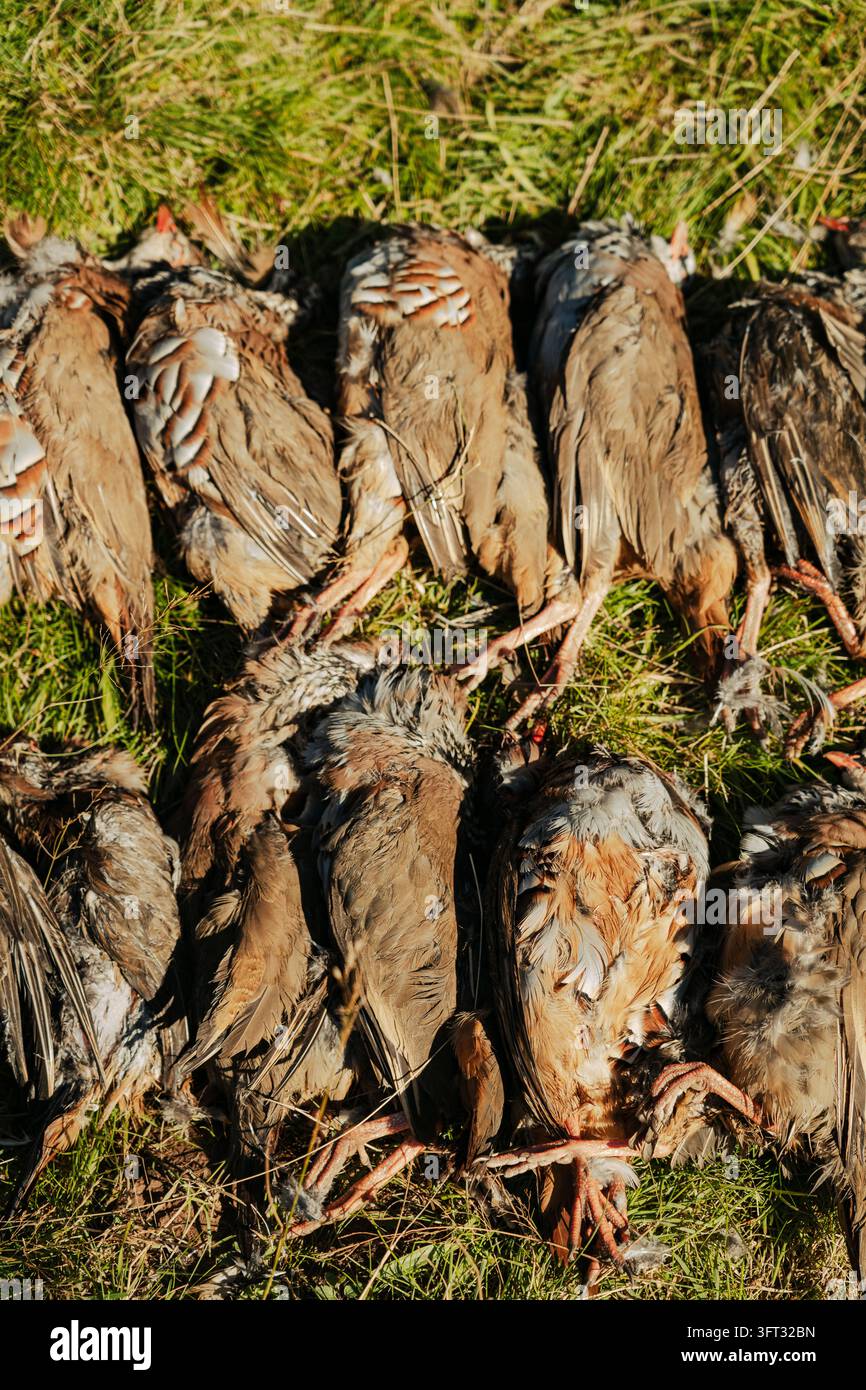 Reihe von erlegten rotbeinigen Rebhühnern, die nach einer Treibjagd auf einer Treibjagd in den Scottish Borders, UK, auf dem Gras ausgelegt sind Stockfoto