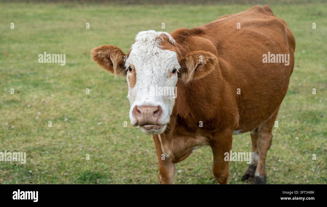 Neugierige braune Kuh mit weißem Gesicht schaut die Kamera auf einer grünen Weide in Artvin, Türkei, ein Hereford-Rind in den Hochländern des Schwarzen Meeres an Stockfoto