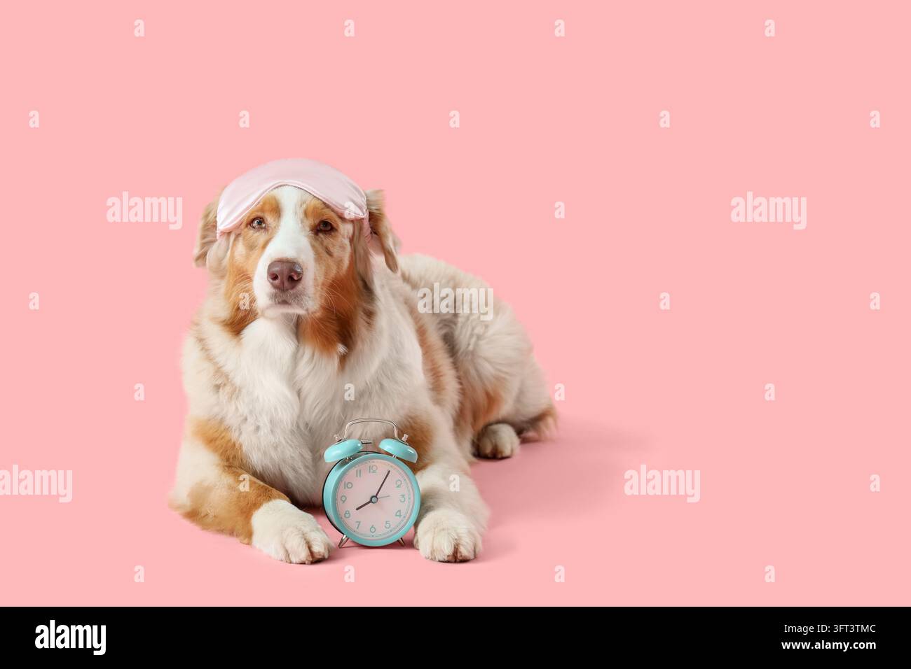 Schlafplan und Tierpflege, Australian Shepherd Hund mit einer rosa Schlafmaske und einer Weckuhr auf einem festen pastellrosa Hintergrund Stockfoto