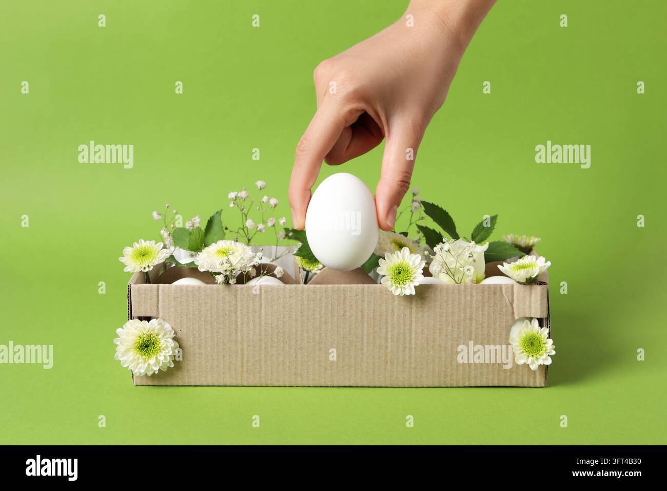 Weibliche Hand hält ein Ei auf grünem Hintergrund mit Eierkarton mit Eiern und Blumen Stockfoto