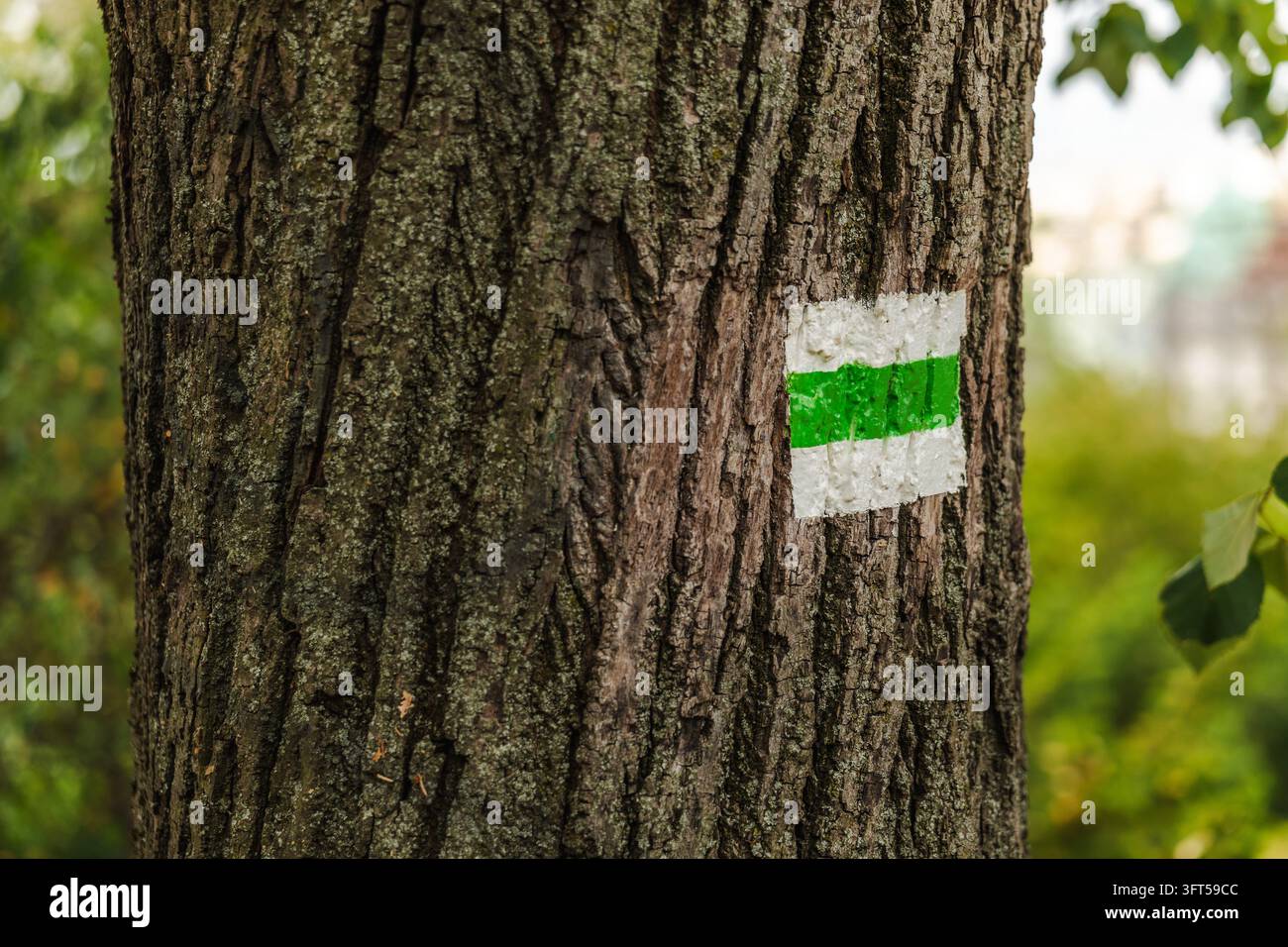 Ein ausgewachsener Baumstamm zeigt eine grün-weiß gestrichene Markierung vor weich verschwommenem Laub. Stockfoto