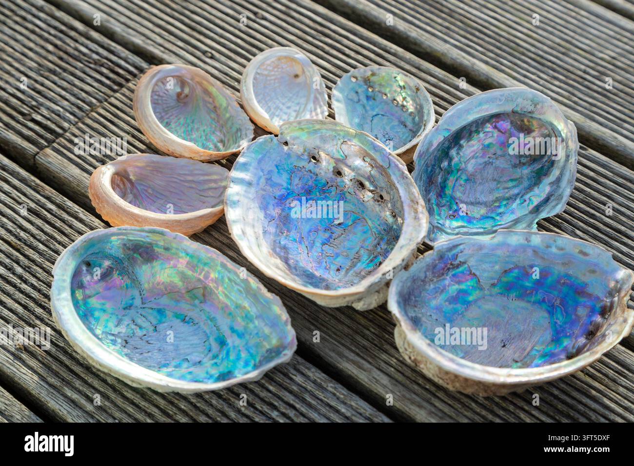 Eine Sammlung irisierender Pāua-Muscheln, auch bekannt als Abalone oder Ornemuscheln, Neuseeland Stockfoto