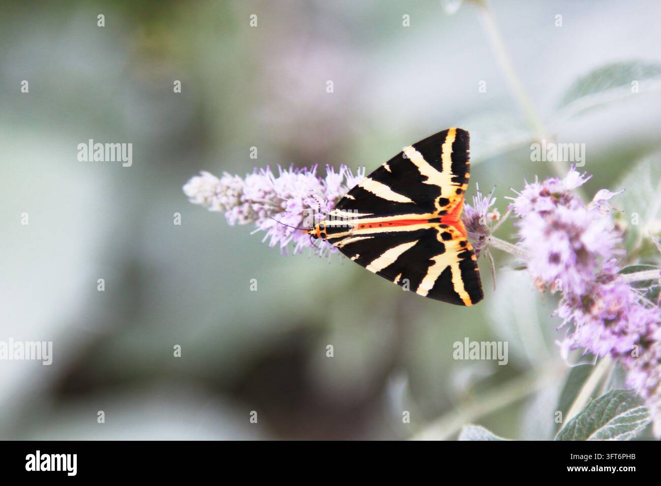 Euplagia quadripunctaria-Schmetterling in den Alpen nahe Reichraming Stockfoto
