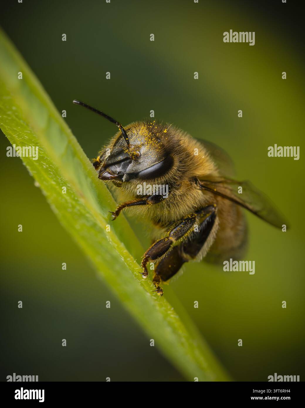 Ansicht einer Honigbiene, die mit Pollen bedeckt ist und auf einem grünen Blatt in Tauranga, Bay of Plenty Region, Neuseeland ruht. Stockfoto