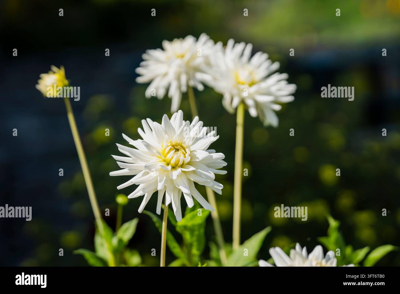 Dahlia ‚My Love‘, eine weiße Dahlie mit verlängerten, spitzen Blütenblättern, die in geschichteten sternförmigen Blüten angeordnet sind und zarte cremegelbe Mittelpunkte aufweisen. Stockfoto