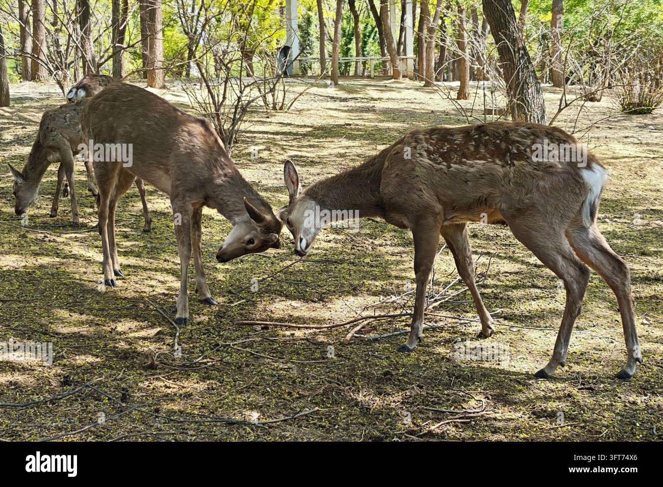 Zwei Hirsche berühren sich im Kopf in einem bewaldeten Park in Liaoning, China Stockfoto