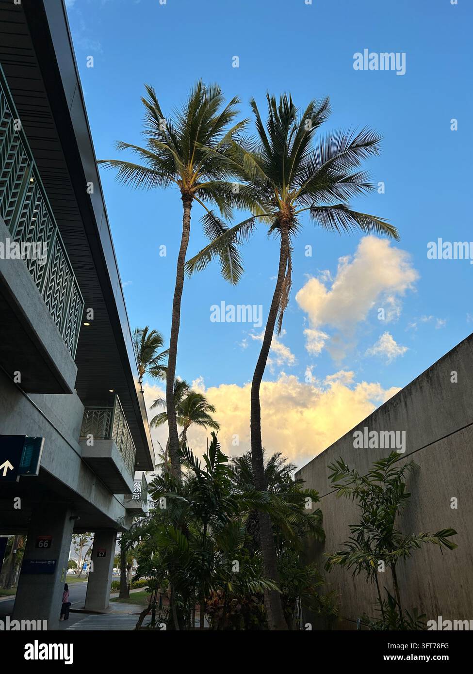 Hohe Palmen vor einem blauen Himmel mit weißen Wolken in Honolulu, Hawaii. Tropische Landschaft eingerahmt von moderner Architektur - Smartphone-aufgenommenes Stockfoto