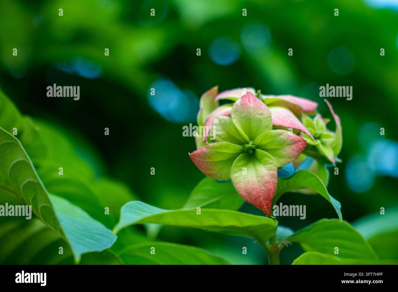 Entwickelnde Mussaenda-Blütenhüllen mit Farbverlauf in Rosa und Grün. Nahaufnahme der Wachstum einer Zierpflanze vor einem unscharfen Waldhintergrund. Stockfoto