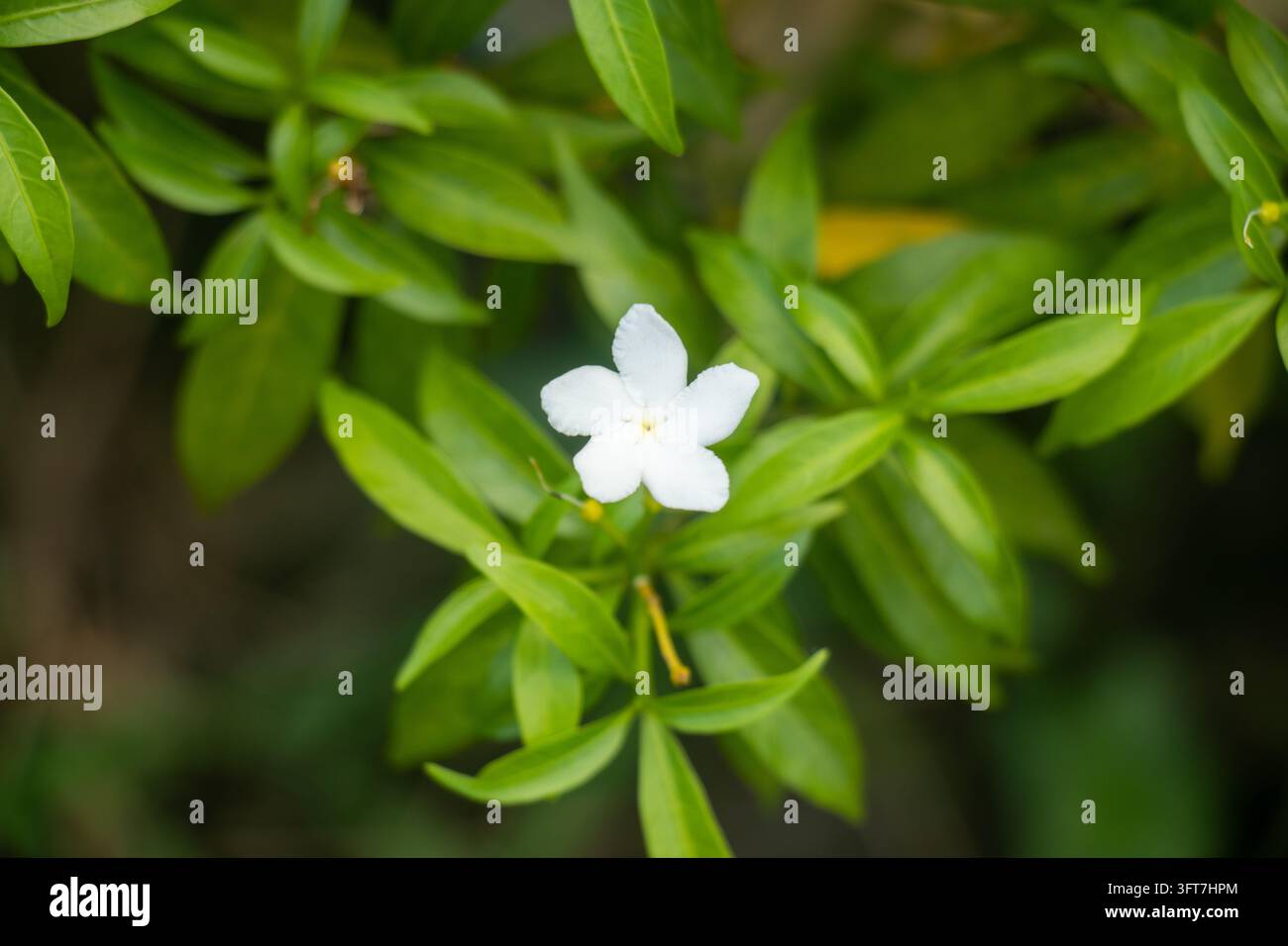 Kleine weiße Crepe-Jasminblüte mit fünf Blütenblättern, zentriert in lebendigen grünen Blättern. Natur-Makroaufnahme von Tabernaemontana divaricata in Gartenumgebung. Stockfoto