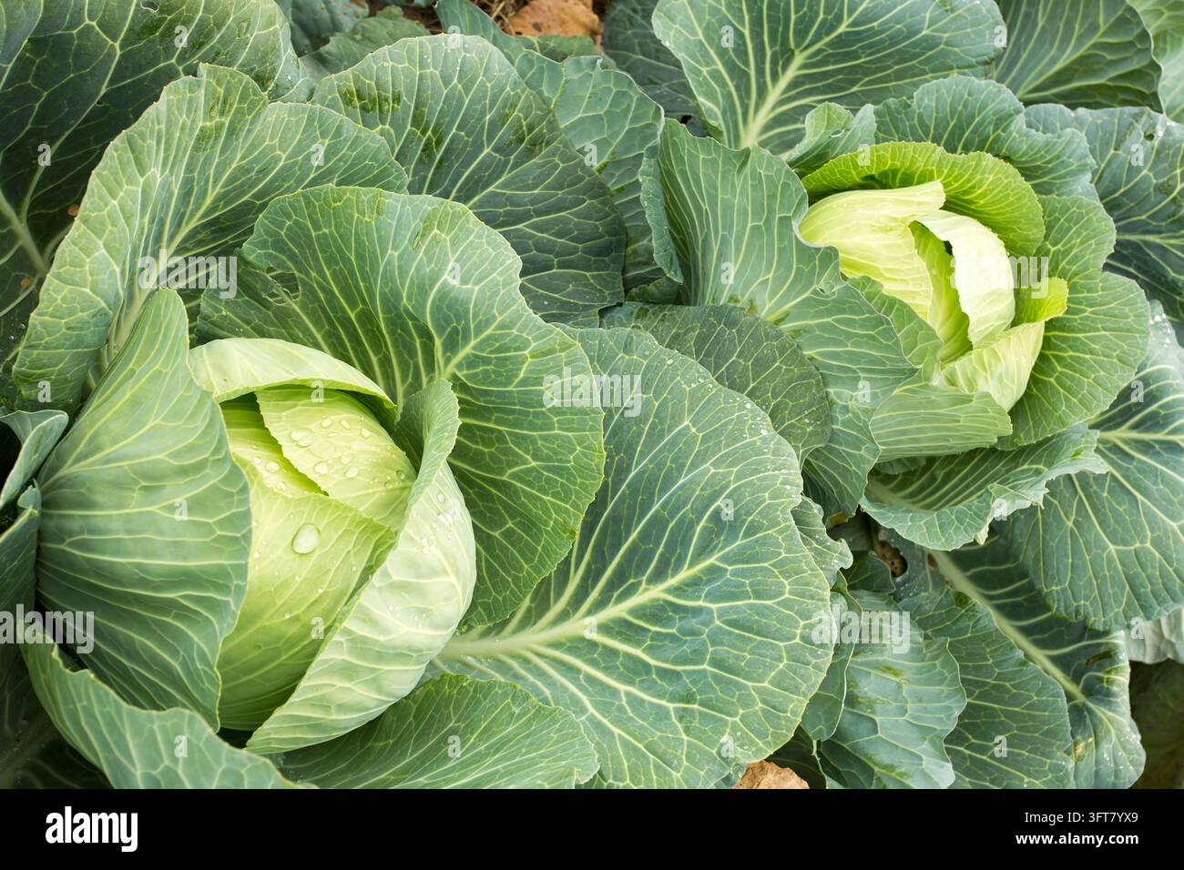 Weiße Kopfkohl in Reihen wachsen auf dem Feld, Landwirtschaft Stockfoto
