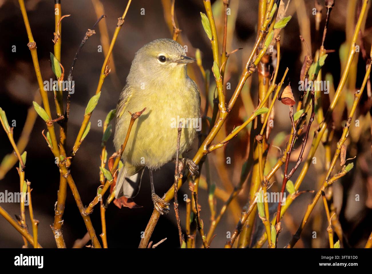 Orangekrönchen-Sänger; Oreothlypis celata; Nordamerika; Vereinigte Staaten; Alaska; Seward-Halbinsel; Wildtiere; Frühling; Stockfoto