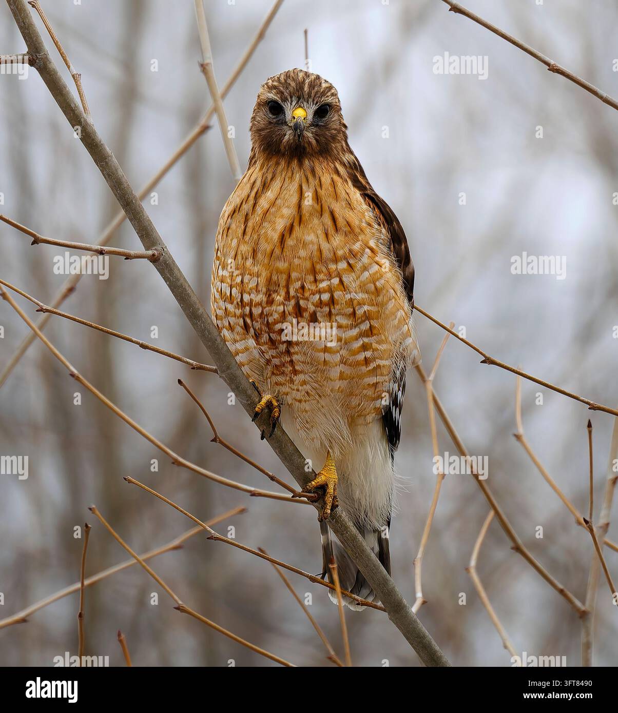 Majestätischer Falke, der von oben beobachtet Stockfoto