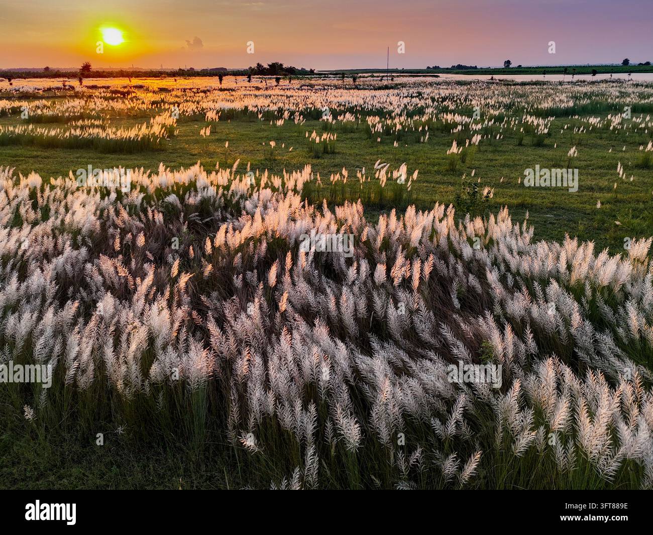Luftaufnahme eines Feldes mit weißem Kansgras, das im goldenen Abendlicht im ländlichen Landschaftsbild von Kushtia, Khulna-Division, Bangladesch glüht. Stockfoto