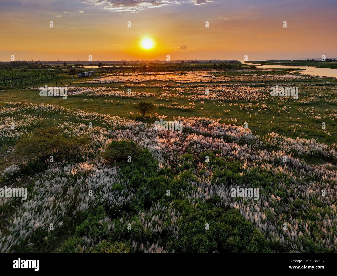 Luftbild eines weiten Feldes mit blühendem weißem Kansgras bei Sonnenuntergang, mit einem Fluss, der sich durch die Landschaft in Kushtia, Khulna Division, Bangladesch schlängelt Stockfoto