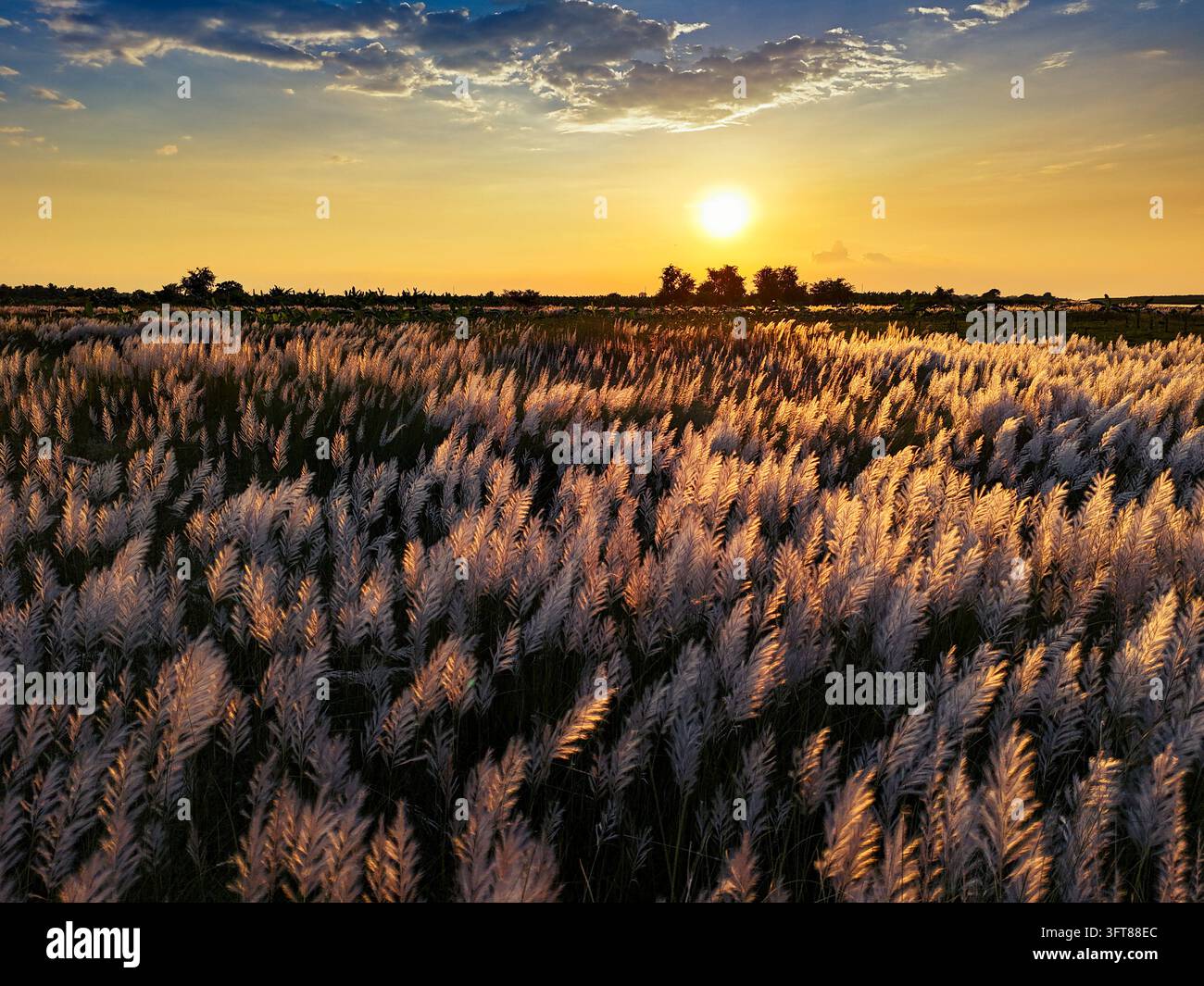 Luftbild eines weiten Feldes mit blühendem Kansgras, das von dem warmen goldenen Licht der untergehenden Sonne in Kushtia, Khulna Division, Bangladesch, beleuchtet wird. Stockfoto