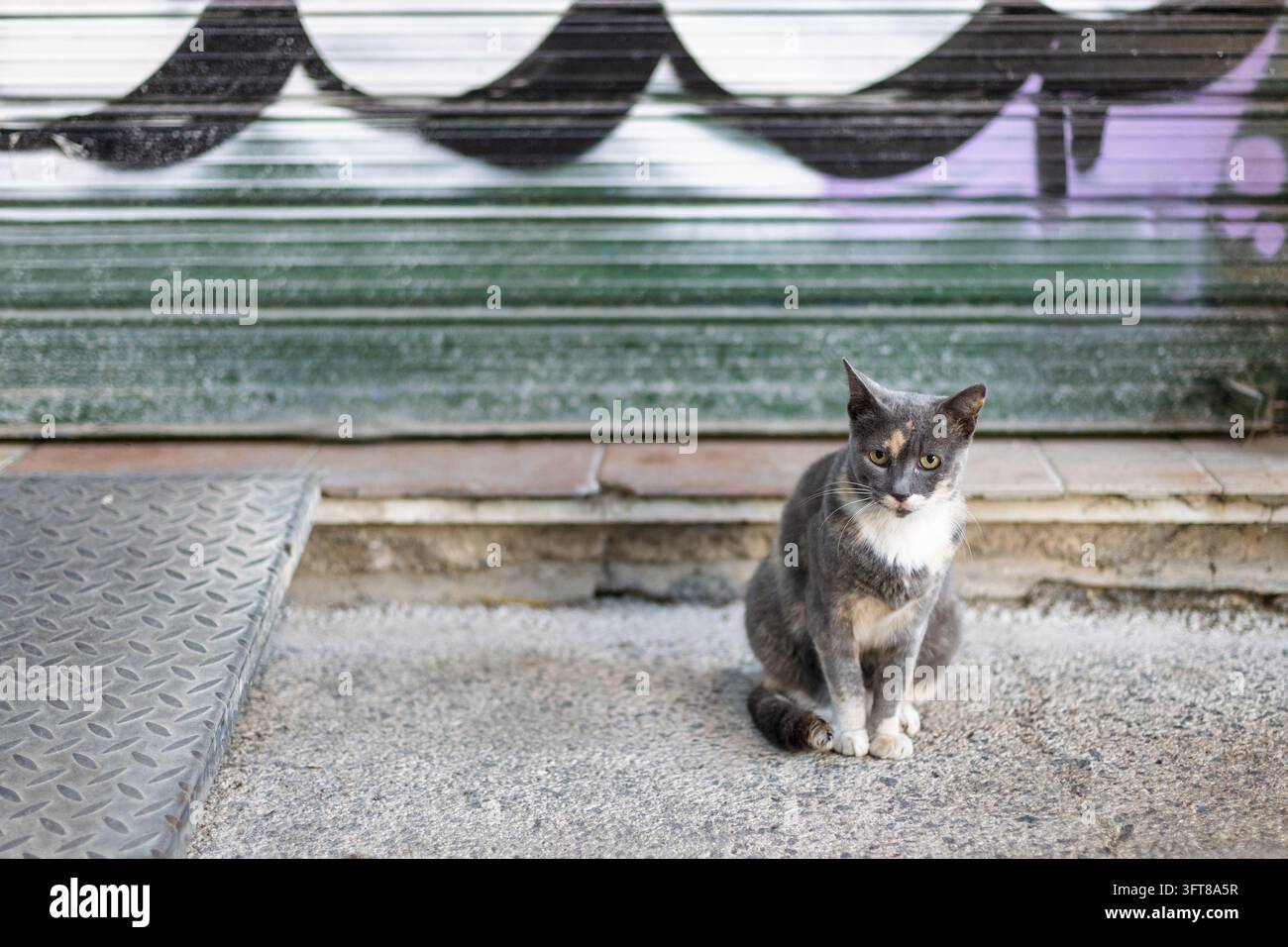 Graue Straßenkatze sitzt draußen auf dem Pflaster Stockfoto