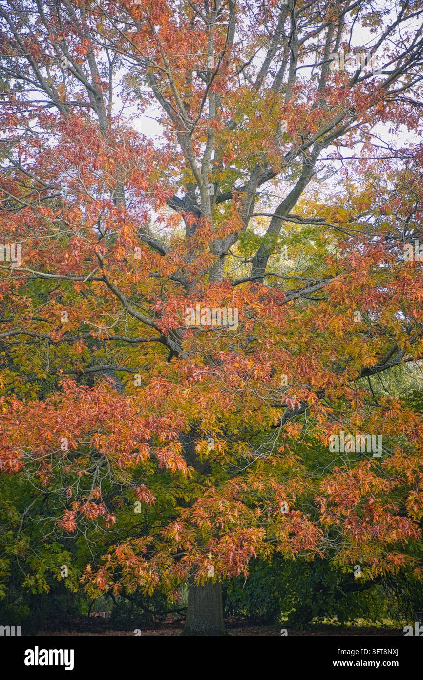 Großer Laubbaum zeigt lebhaftes orangefarbenes und rotes Herbstlaub im vollen Kronenblick. Stockfoto