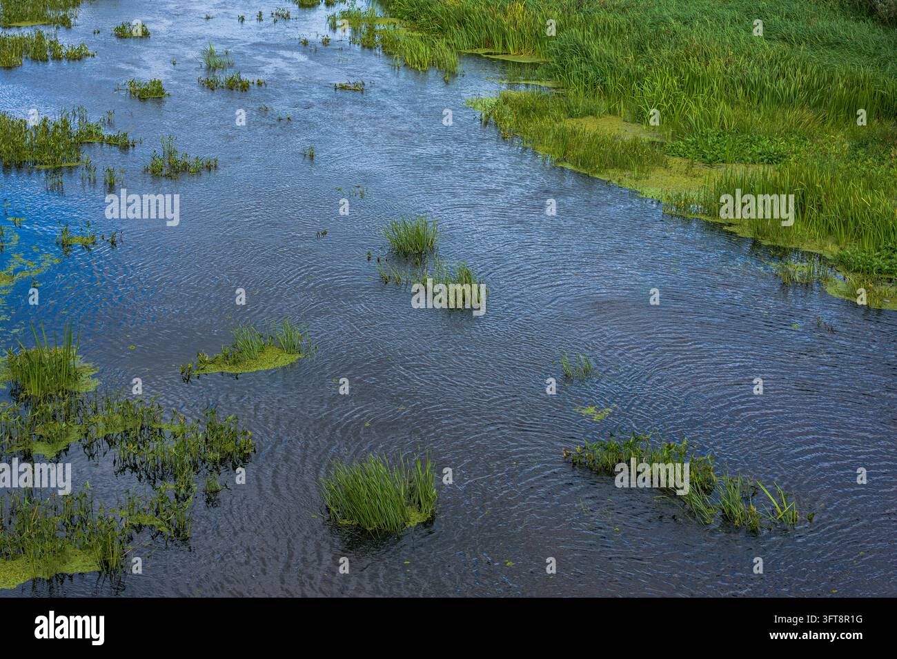 Flaches Feuchtgebiet mit verstreuten Flecken von aufkommender Vegetation und offenem Wasser. Stockfoto