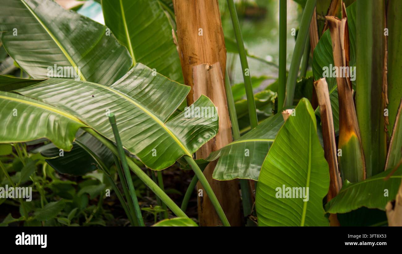 Üppige tropische Vegetation mit großen grünen Bananenblättern, aufrechten Stängeln, strukturierten braunen Stämmen, geschichteter Grünpflanze und natürlichen botanischen Details in einem dichten Stockfoto