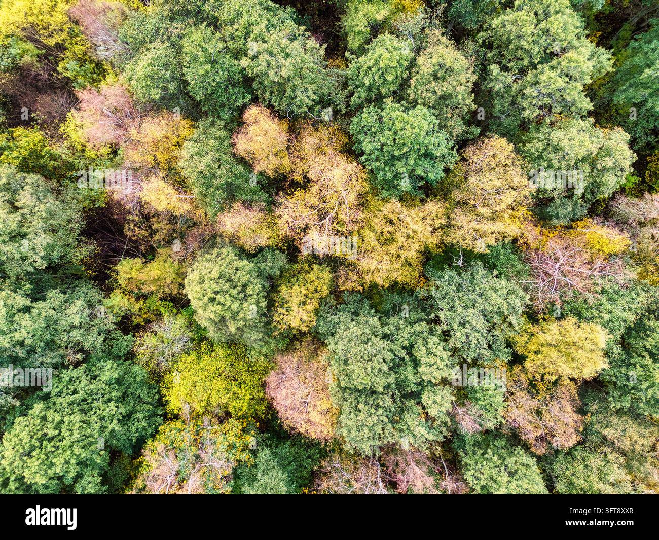Luftbild von oben über ein farbenfrohes Herbstwald-Kronendach Stockfoto