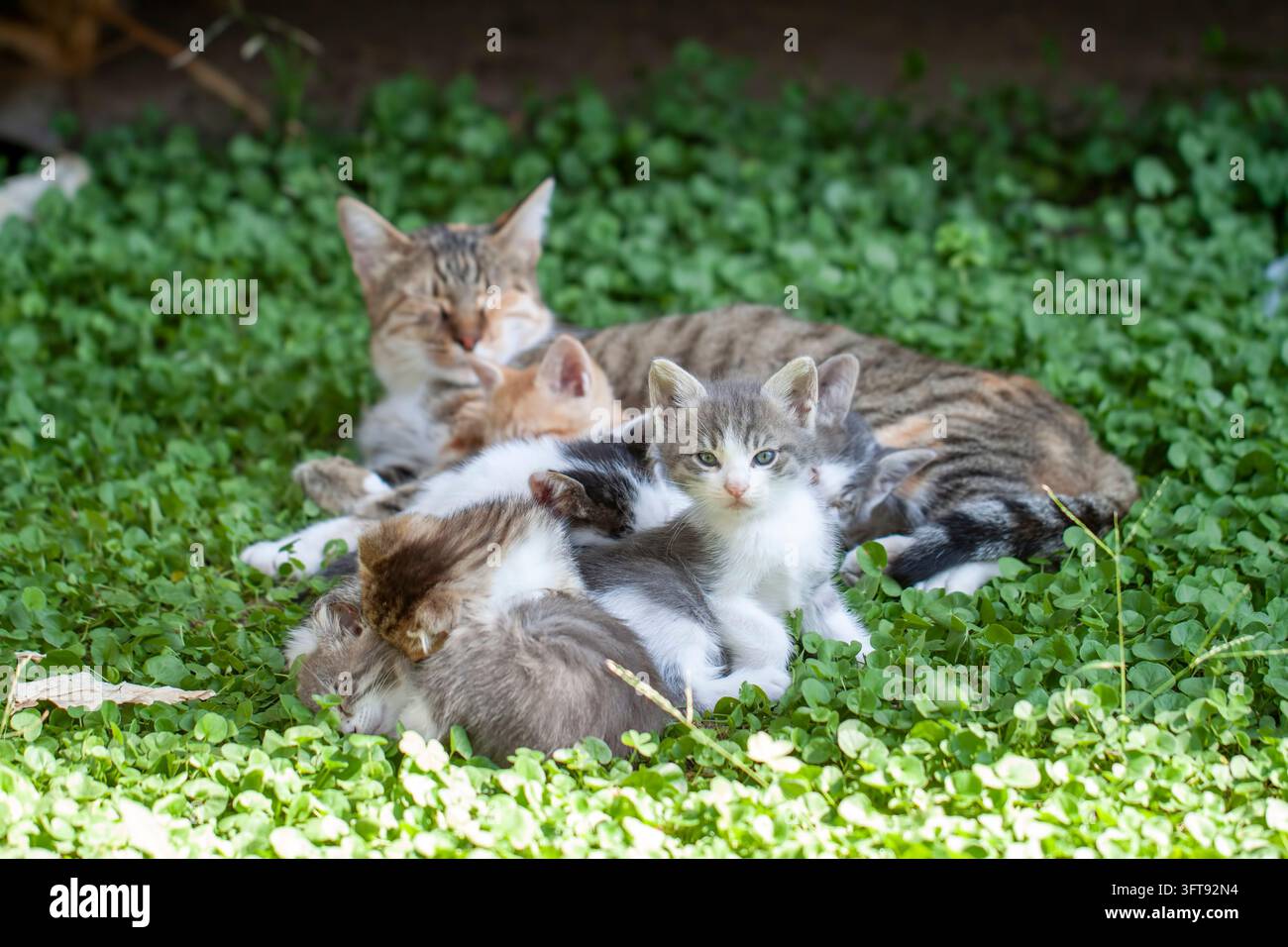Mutter-Tigergatte liegt mit ihren süßen Neugeborenen Kätzchen auf grünem Kleegras im Freien Stockfoto