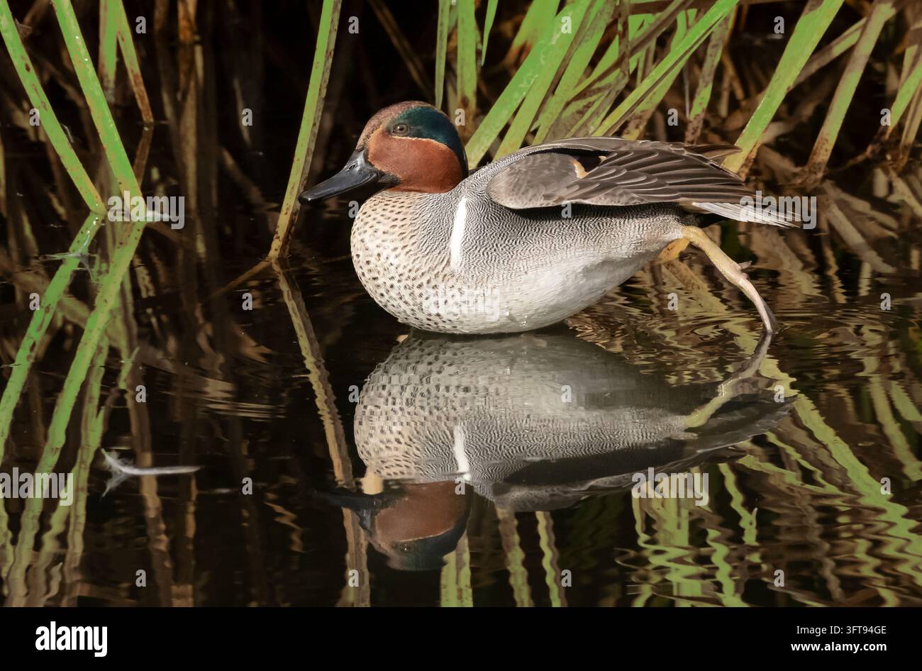 Grünflügelente; Wasservögel; Enten; Arizona Stockfoto