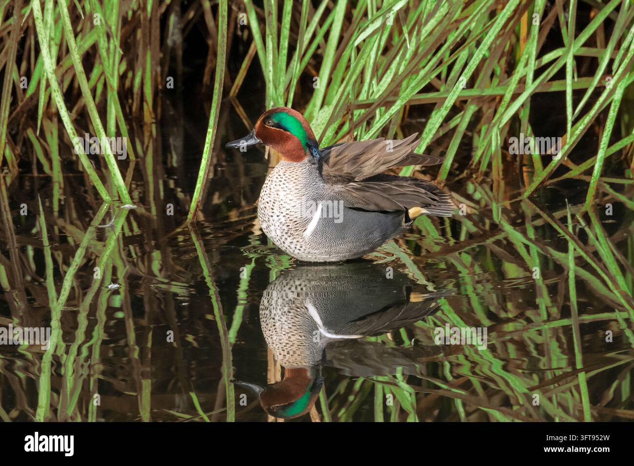Grünflügelente; Wasservögel; Enten; Arizona Stockfoto