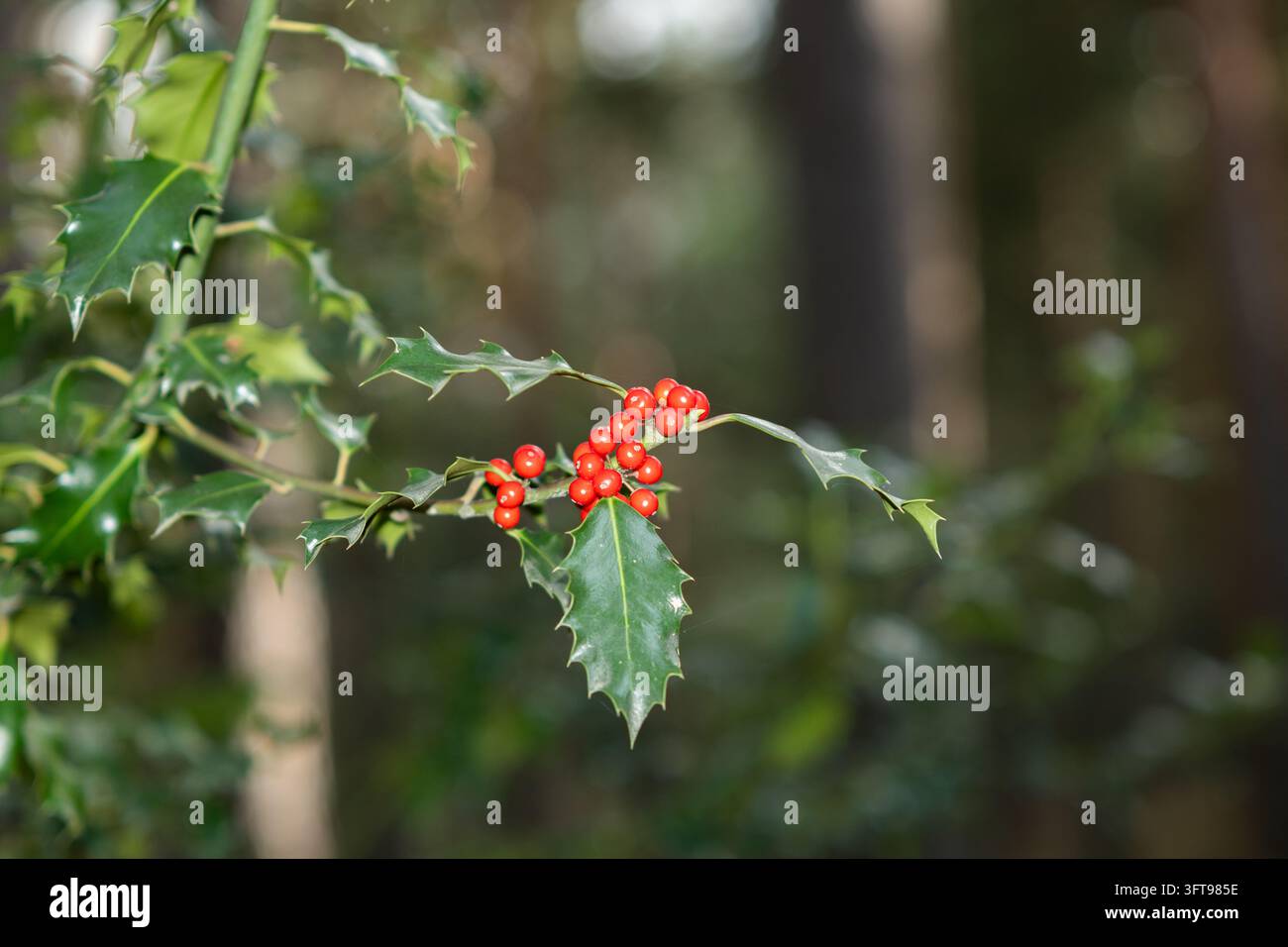 Nahaufnahme eines Stechpalmenzweigs mit leuchtend roten Beeren und stacheligen grünen Blättern in einem Kiefernwald nahe Rascafria, Madrid, mit weichem verschwommenem Hintergrund Stockfoto