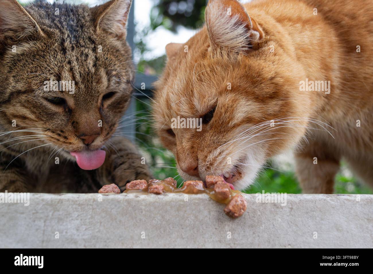 Zwei Katzen fressen Nassfutter im Freien Stockfoto