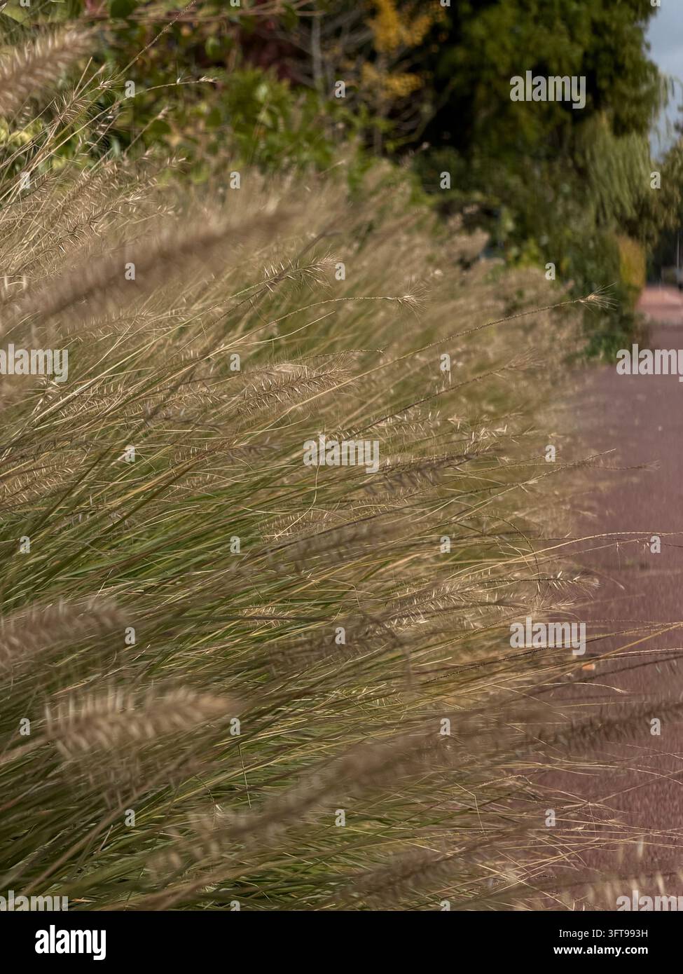 Ziergräser mit goldenen, federartigen Samenständen in einem gestalteten Garten, die ein strukturiertes Naturmuster in warmem saisonalem Licht bilden. - Smartphone-aufgenommenes Stockfoto