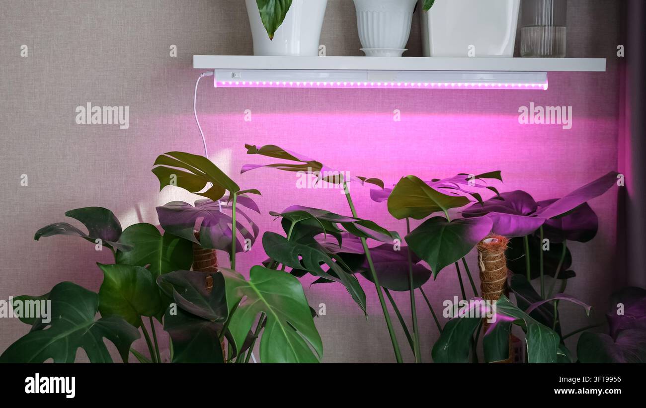 Monstera Zimmerpflanzen stehen unter einer leuchtenden rosa Phytolampe, die unter einem schwebenden Regal montiert ist. Tropisches grünes Laub absorbiert zusätzliches Kunstlicht Stockfoto