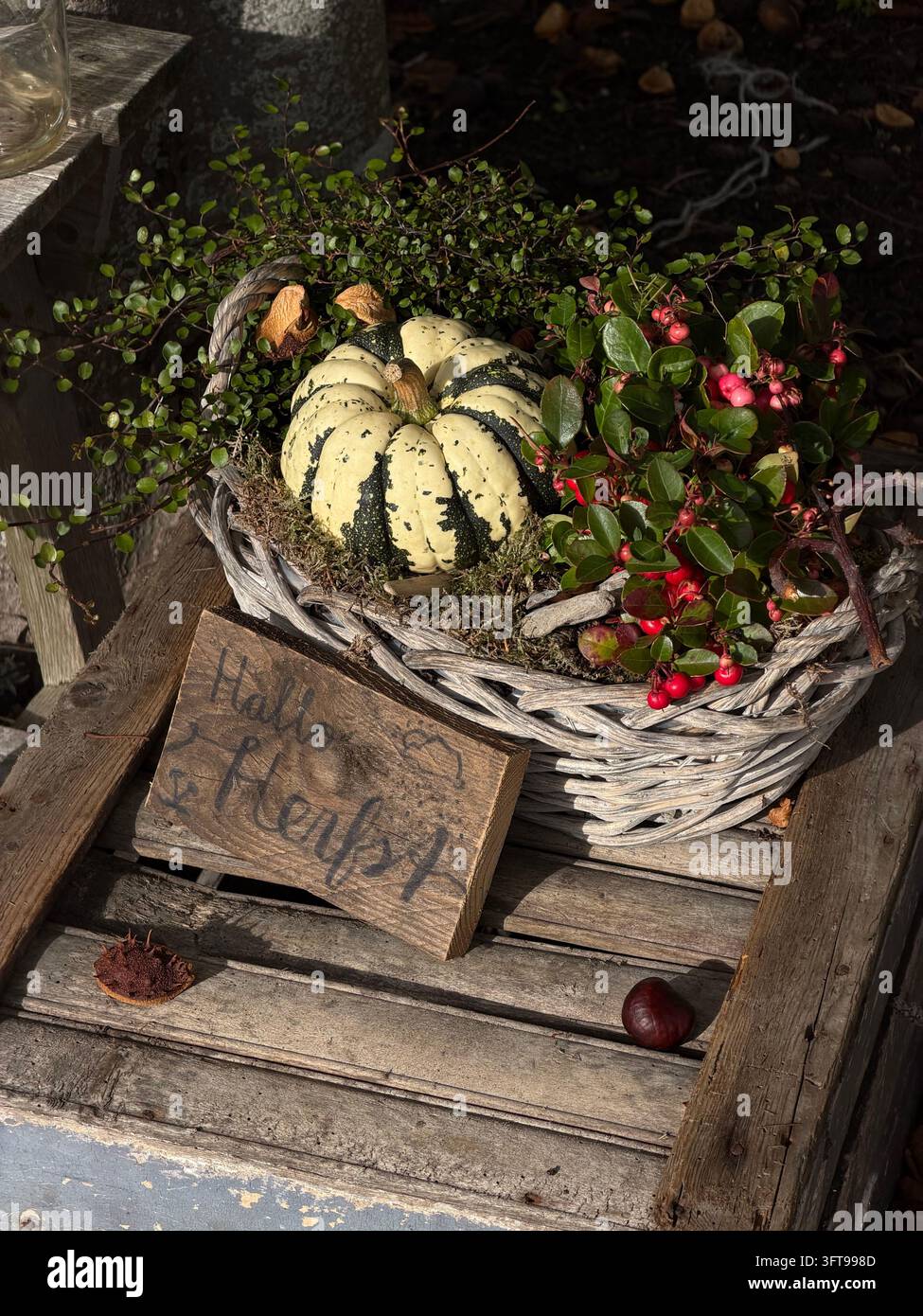 Herbsternte-Dekoration mit einem kleinen Kürbis, einem Weidenkorb, Beeren und rustikalen Holzmöbeln in einer Garteneinrichtung. - Smartphone-aufgenommenes Stockfoto