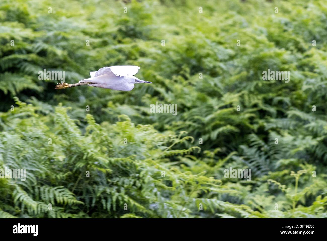 Ein kleiner Seerallen fliegt über dichte grüne Farne, mit erhobenen weißen Flügeln, den Hals zurückgelegt und langen Beinen, die hinterherziehen, mit sichtbaren gelben Füßen. Stockfoto
