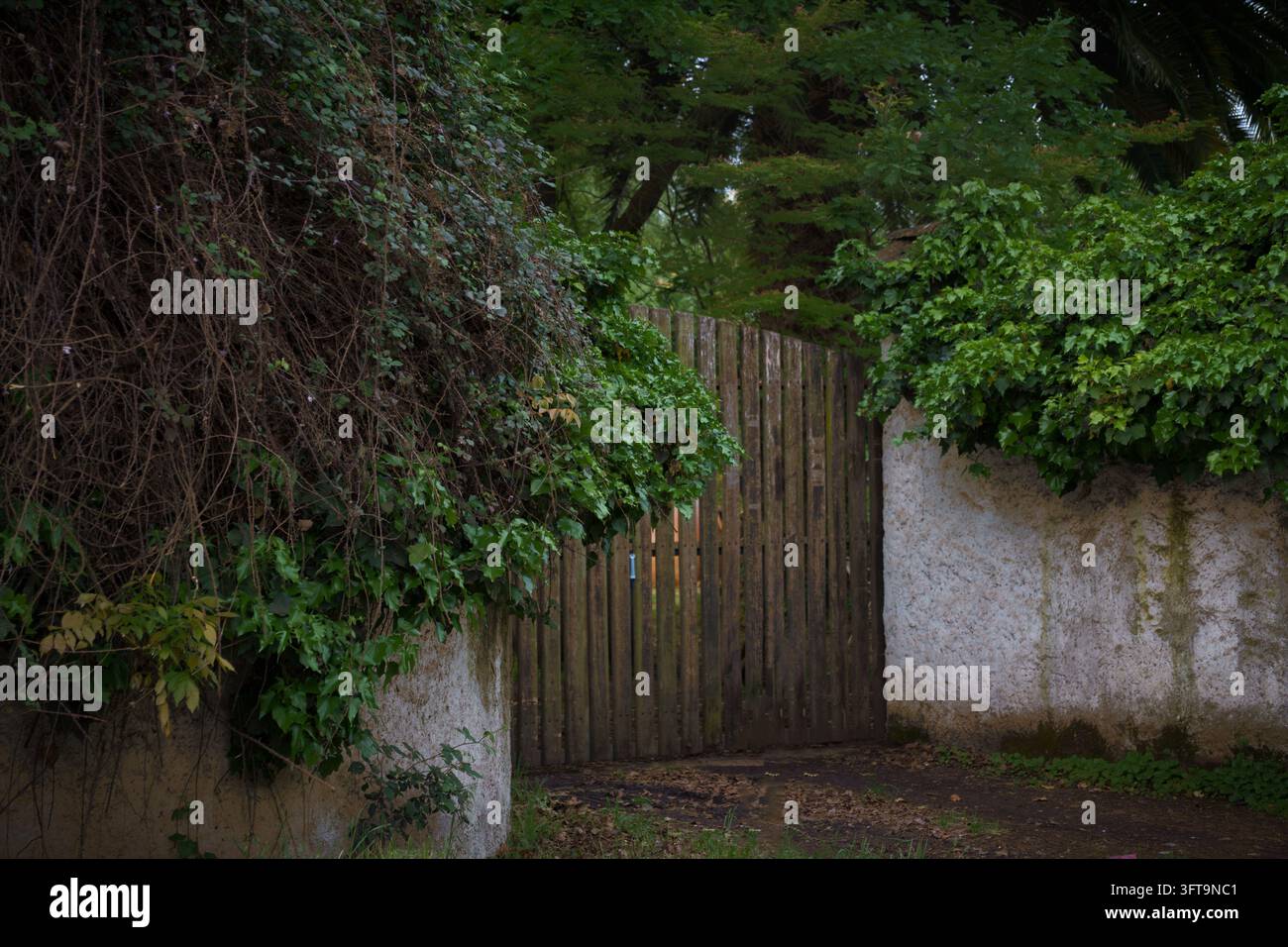 Rustisches Holztor zwischen verwitterten Wänden, umgeben von grüner Vegetation und Kletterpflanzen. Stockfoto
