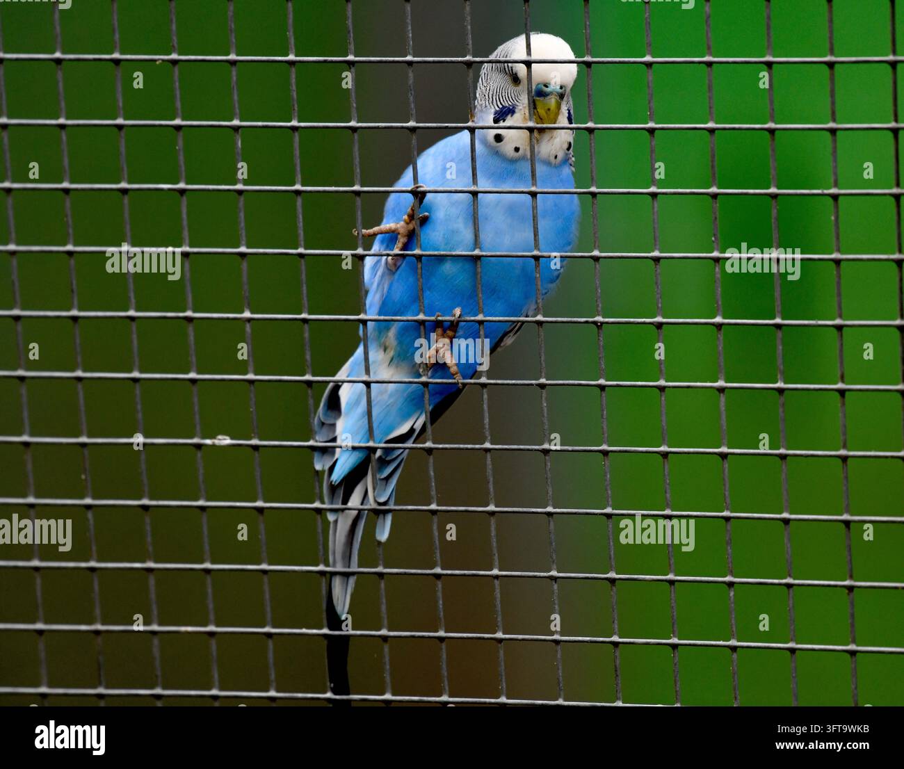 Blauer Wellensittich im Käfig Stockfoto