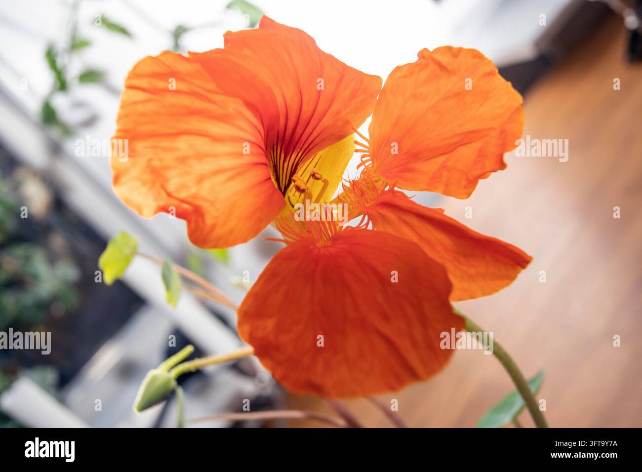 Nasturtiumblüten drinnen im Herbst Stockfoto