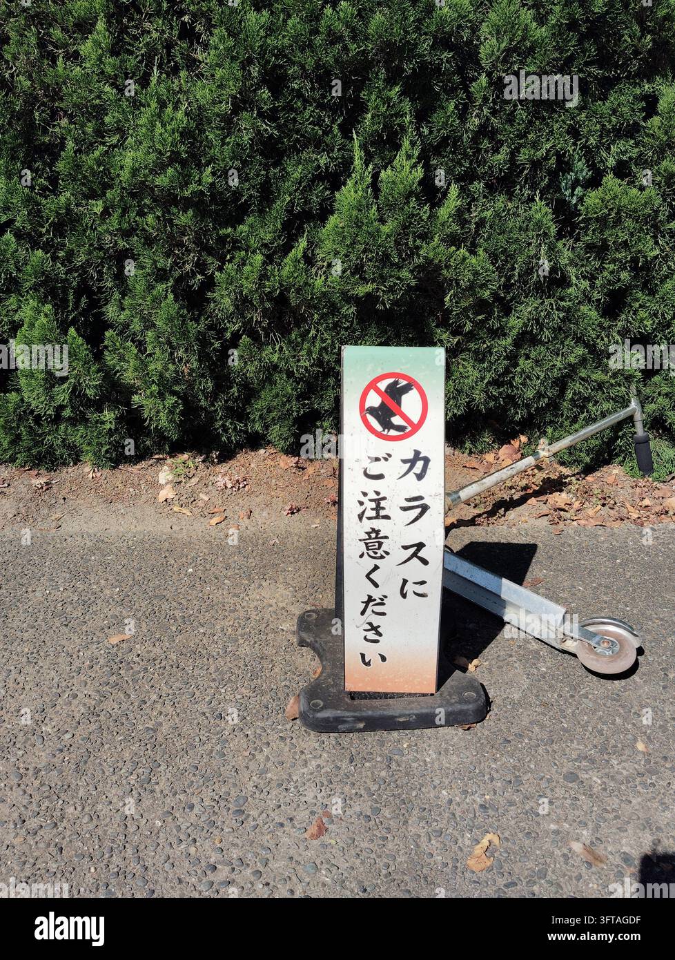 Japanisches Warnschild, das Besucher warnt, vor Krähen auf dem Gelände eines Shintoschreins in Setagaya, Tokio, Japan, aufzupassen. - Smartphone-aufgenommenes Stockfoto