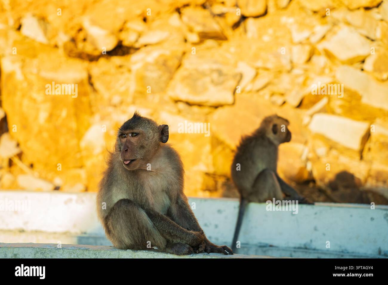 Zwei langschwänzige Makaken sitzen nebeneinander an einer weißen Wand vor goldenen Felsen, Con Dao, Vietnam Stockfoto
