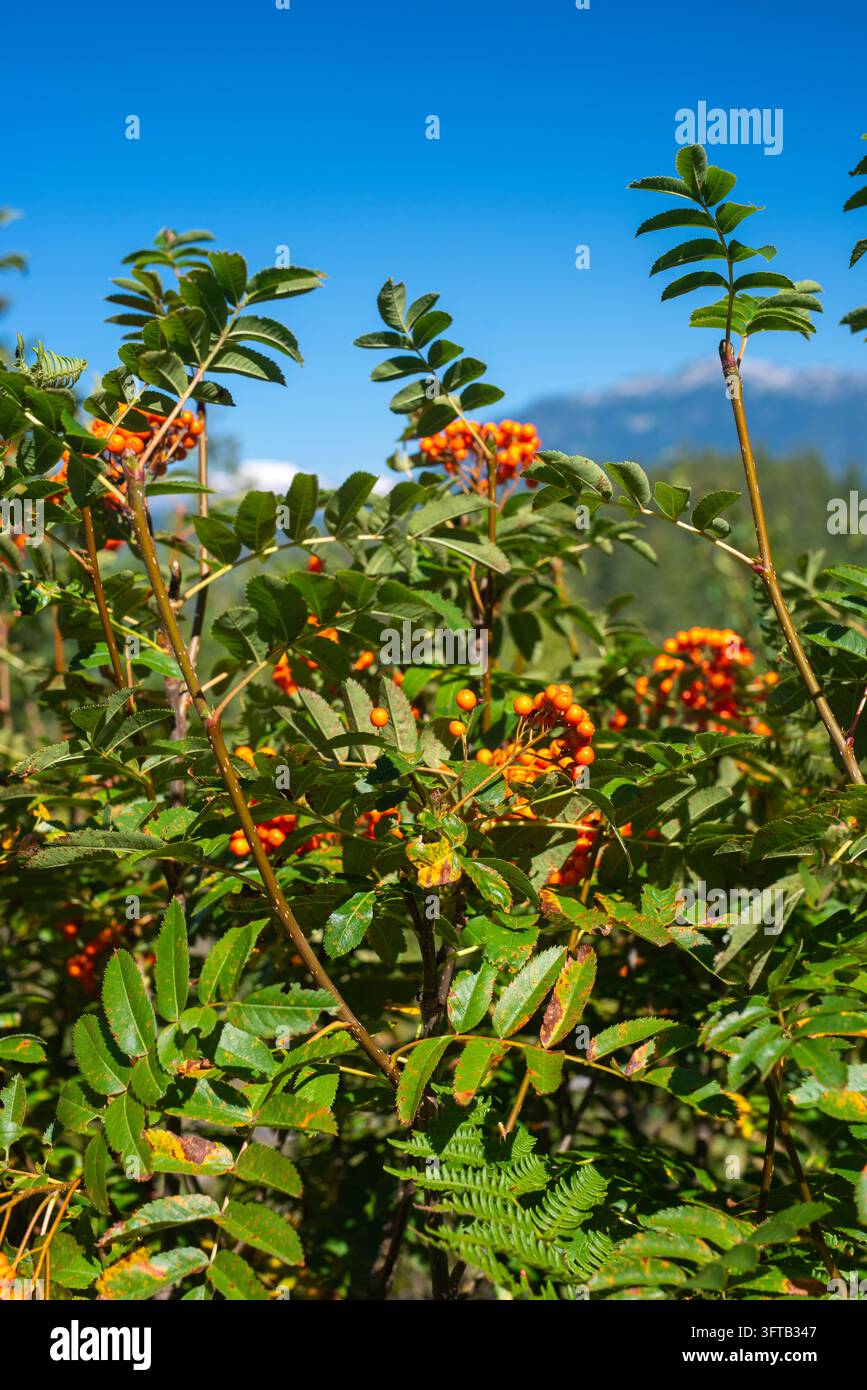 Kaskaden-Eberesche (Sorbus scopulina) in der Nähe von Squamish, BC Stockfoto