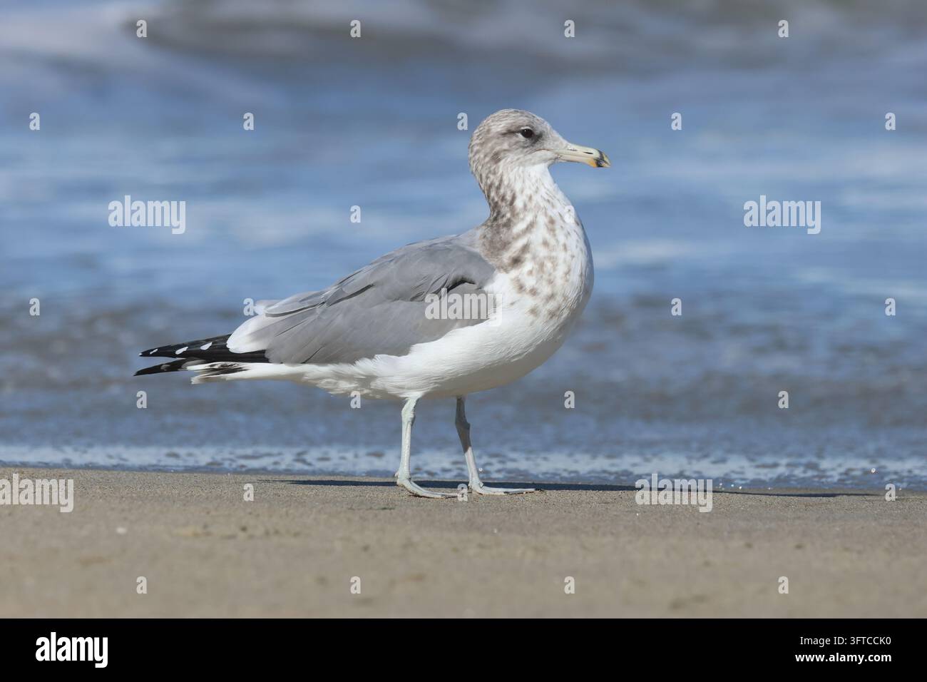Eine Kalifornische Möwe, Larus californicus, steht am Strand des Pazifischen Ozeans. Stockfoto