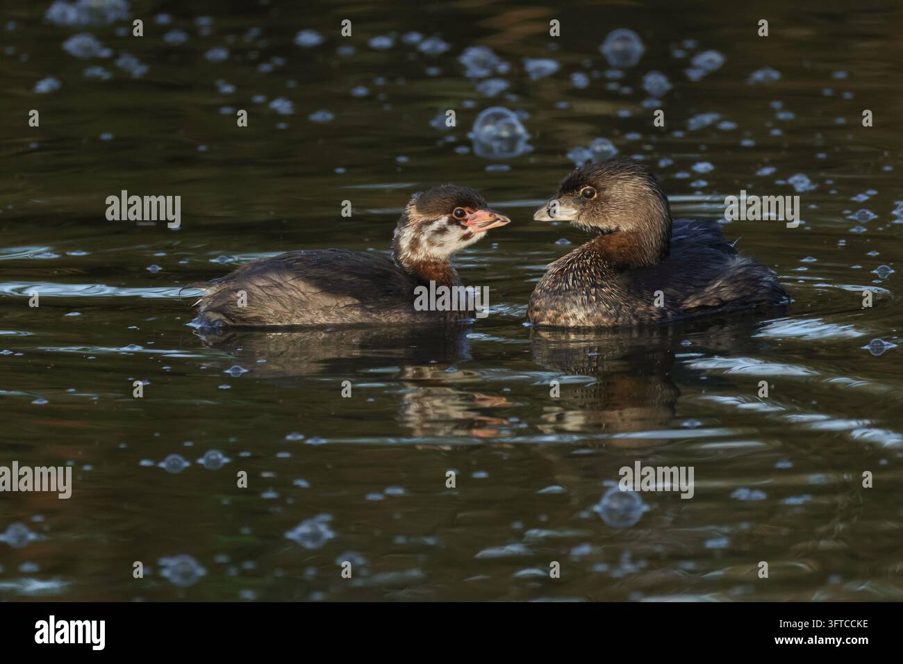 Ein niedliches Baby-Scharbockschwimmer, Podilymbus podiceps, und eines der Elternvögel schwimmen auf einem See. Stockfoto