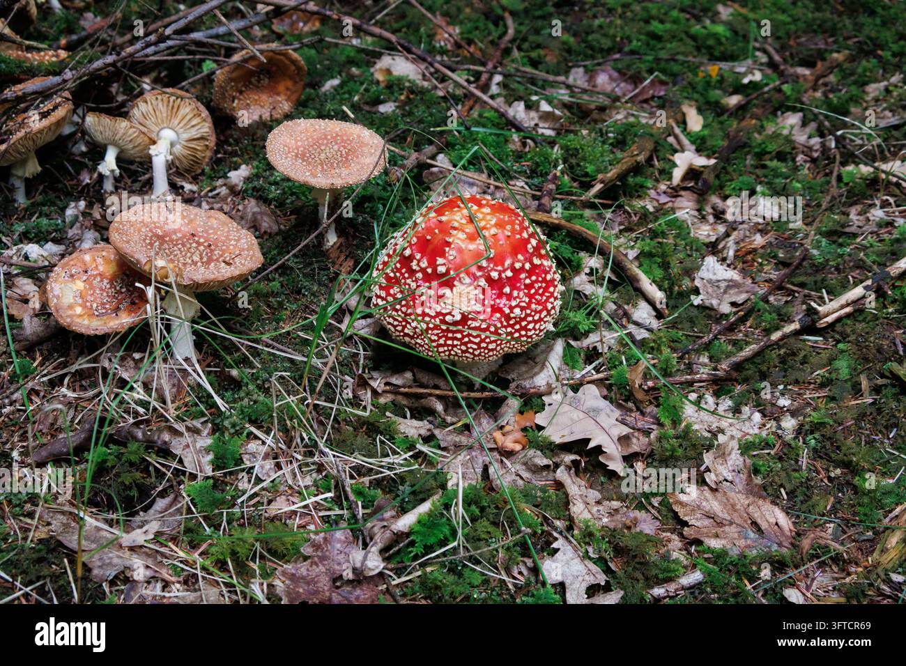Ein leuchtend roter Fliegenpilz mit weißen Warzen neben mehreren verblassten, bräunlichen Hüten auf dem Waldboden nahe Salzburg, Österreich (Amanita muscaria). Stockfoto