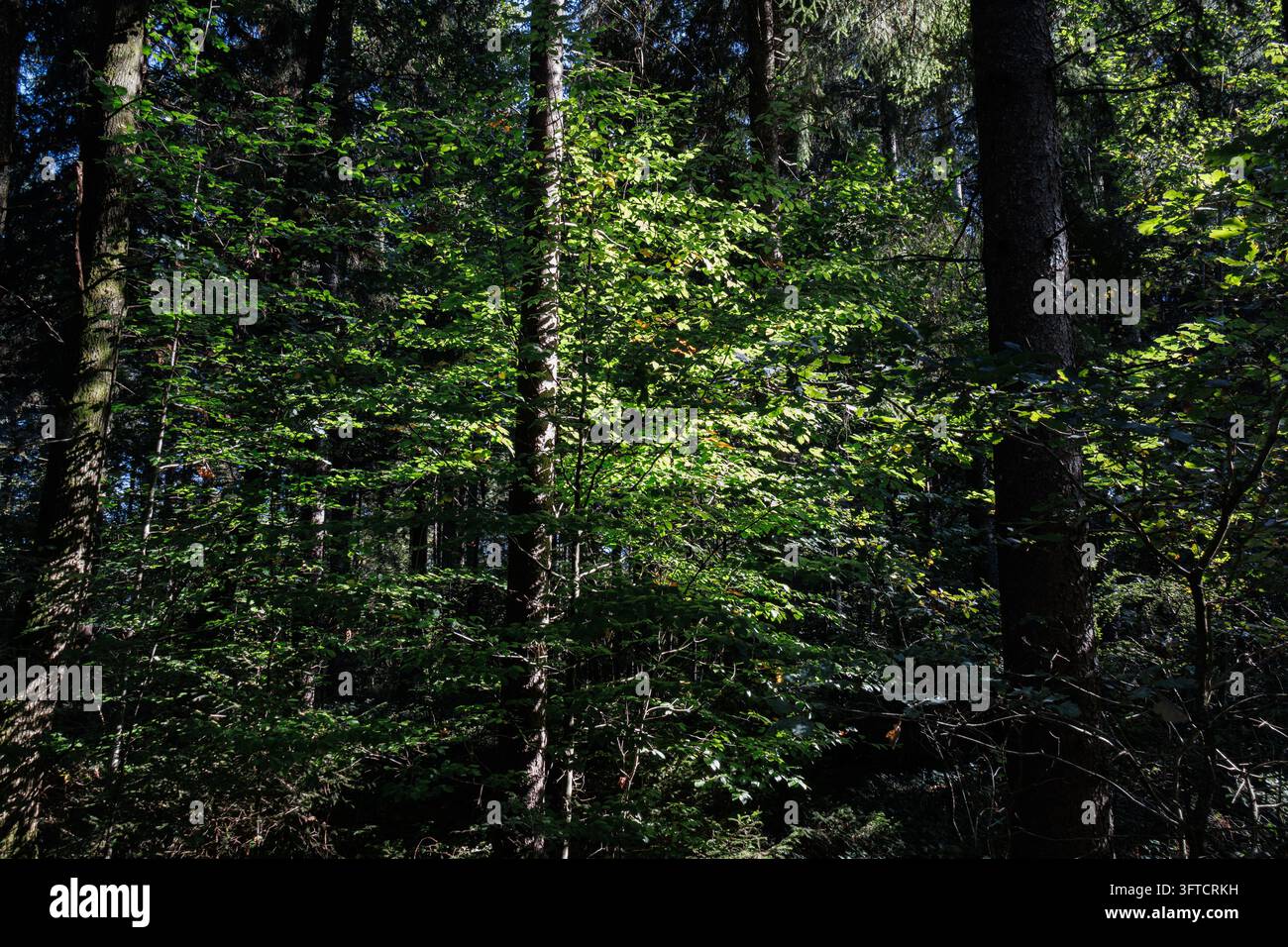 Hellgrüne Laubbäume leuchten im Sonnenlicht vor dunklen Nadelbäumen in einem Mischwald nahe Salzburg, Österreich. Stockfoto