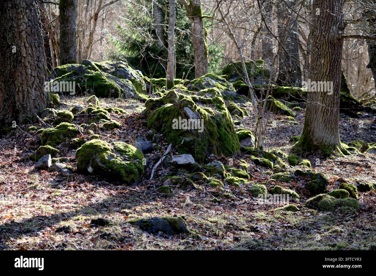 Bemoosten Steinen Stockfoto
